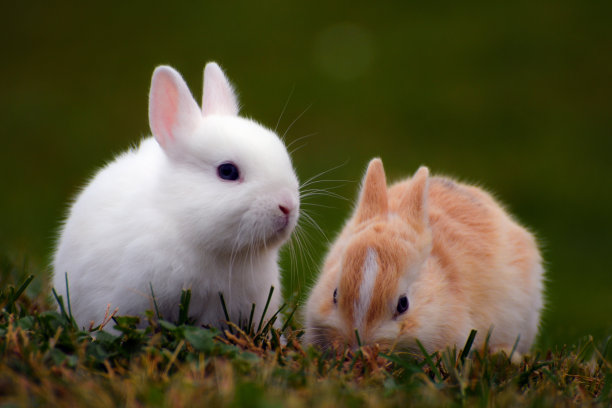 自然,小兔子,复活节