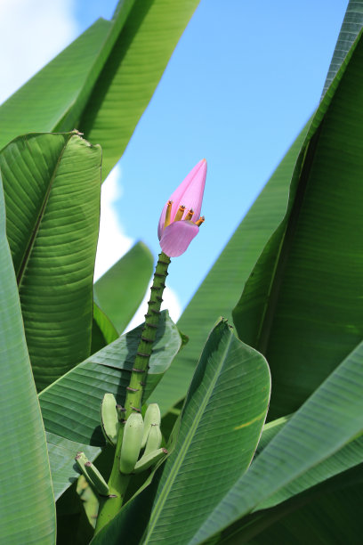 香蕉树种植