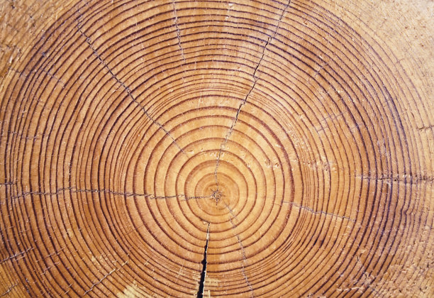 木材断面剖面