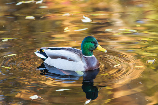 池塘中游泳的鸭子