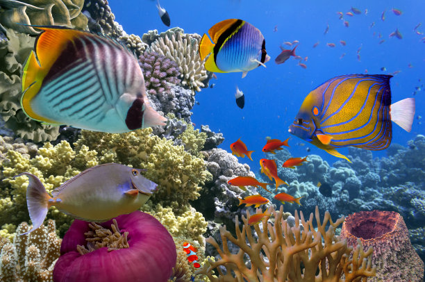 热带鱼珊瑚礁