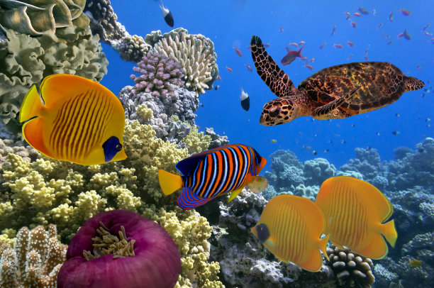 海底热带鱼图片