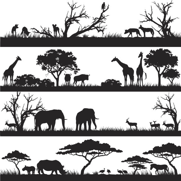 safari