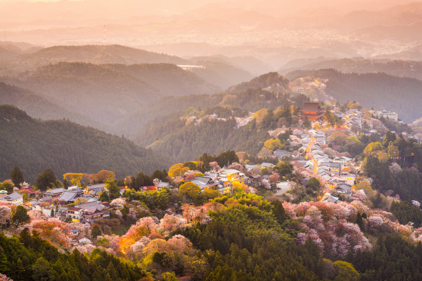 日本奈良樱花