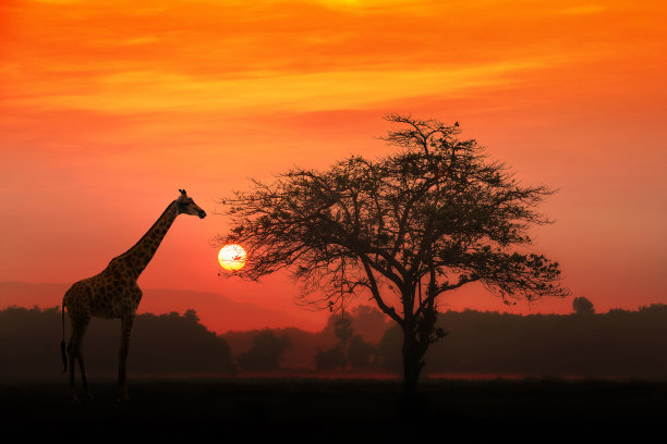 非洲马赛长颈鹿
