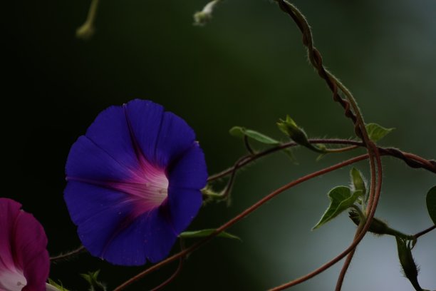 蓝色牵牛花