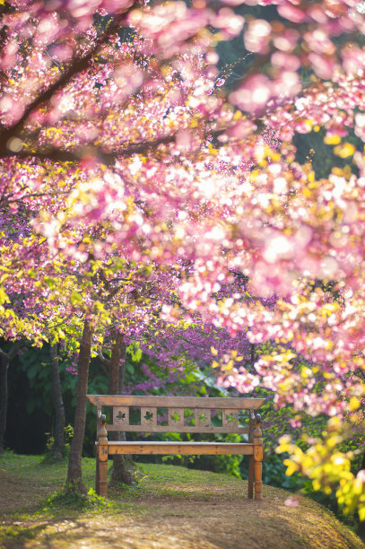 椅背花