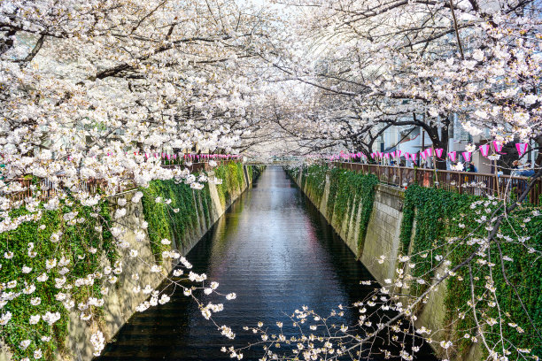 东京樱花