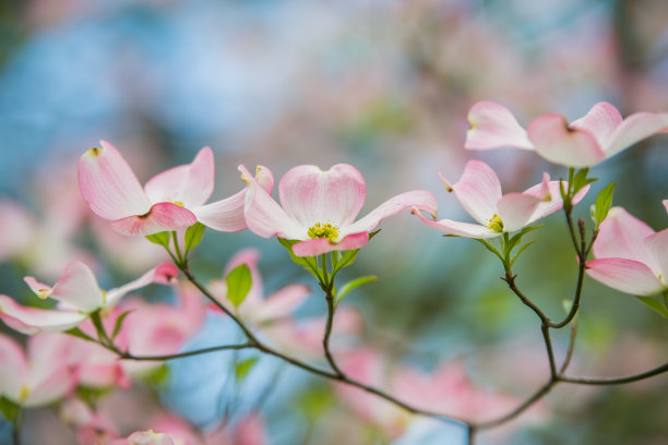 山茱萸