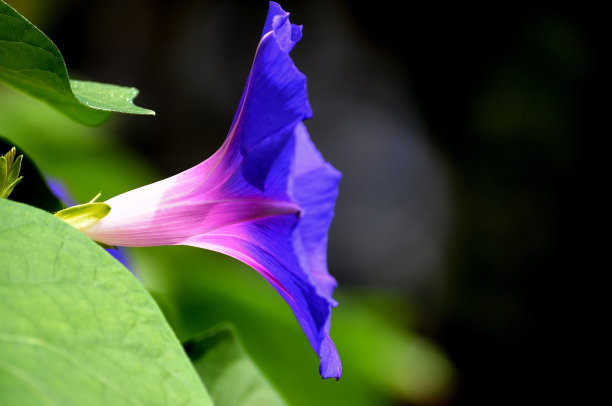 蓝色牵牛花