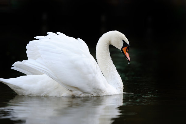 swan