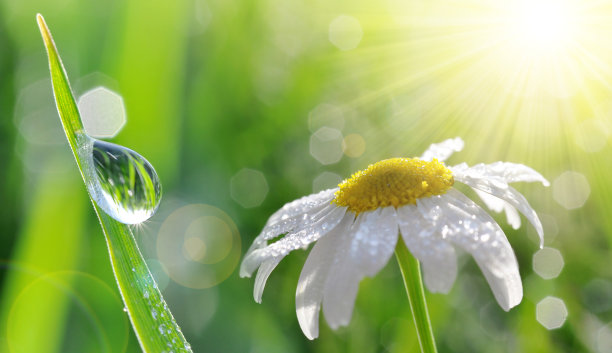 雨后的花