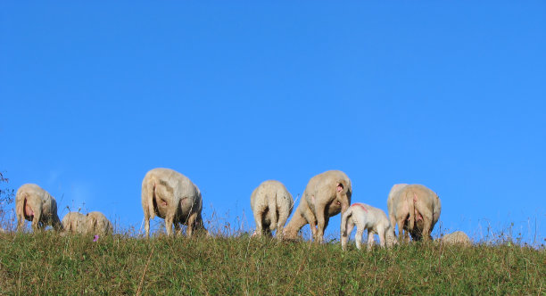 牧羊羊群牧牛
