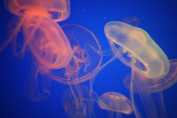 海底世界水族馆海洋馆海洋生物