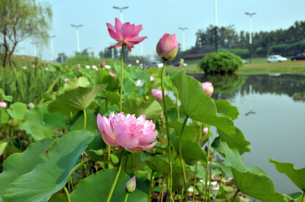 莲子百合