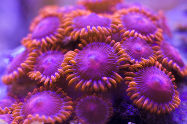 珊瑚色