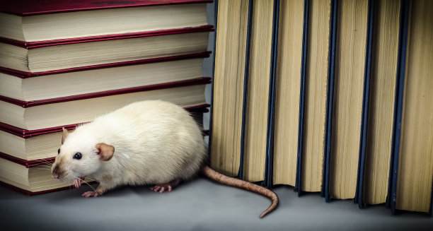 看书的老鼠