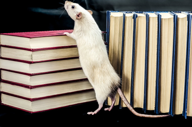 看书的老鼠
