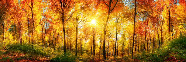 秋天的黄色树木