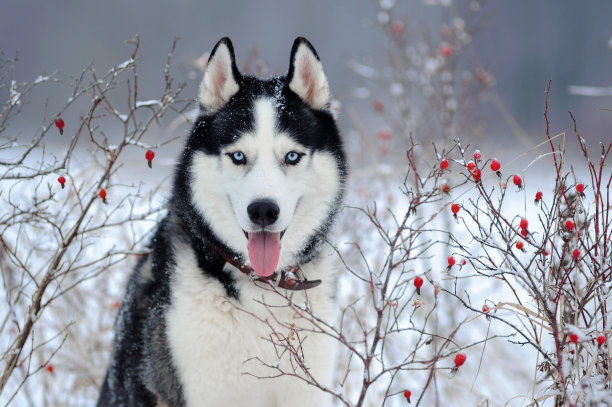 阿拉斯加雪橇犬