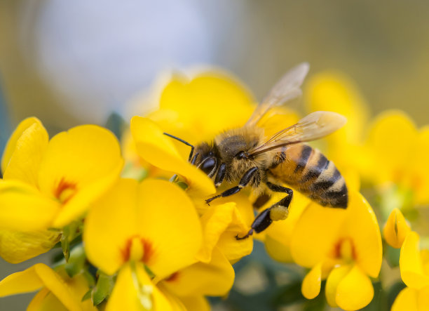 野花蜂蜜