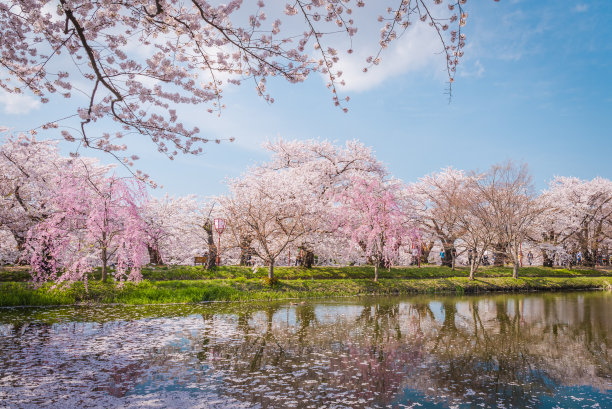 樱花堡