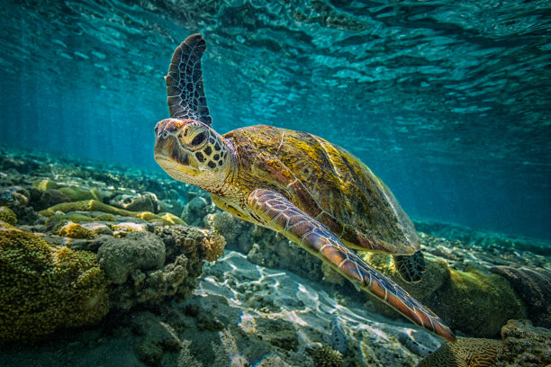 海洋生物