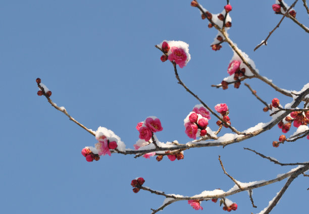 雪中梅花