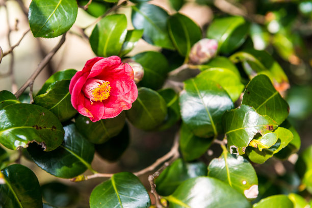 茶花,蜜蜂