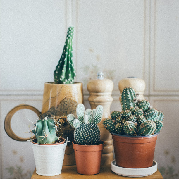 室内植物