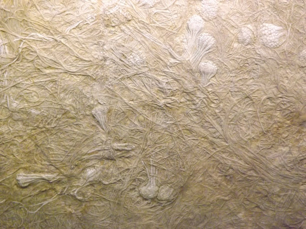 海百合古生物化石