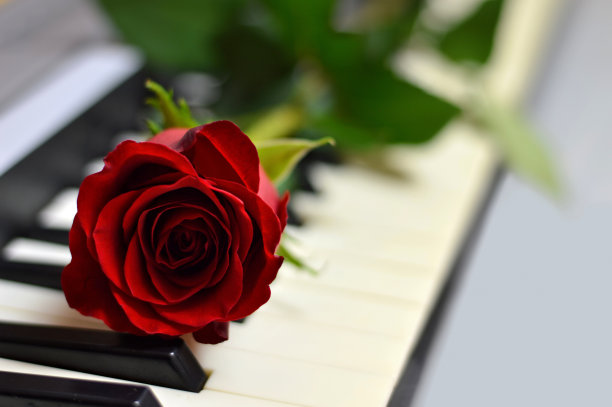 玫瑰与钢琴