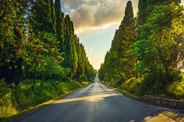 一排树木的道路