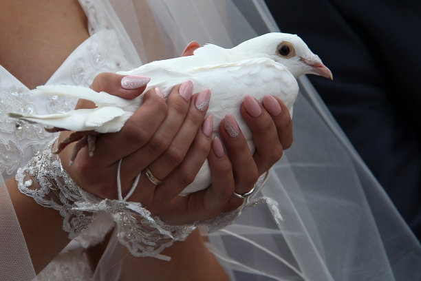 婚礼新人和白鸽