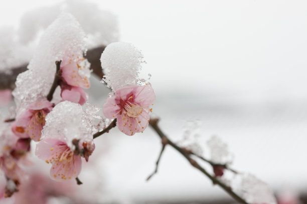 梅花地