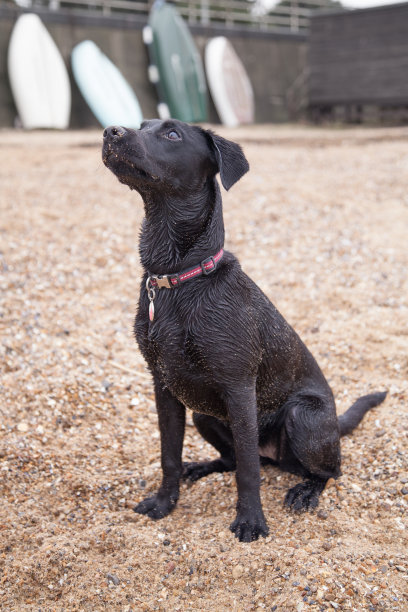 英国牛头梗犬