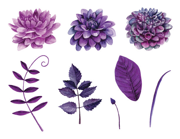 紫色菊花花丛