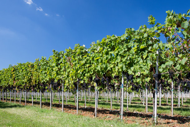 规模化葡萄种植