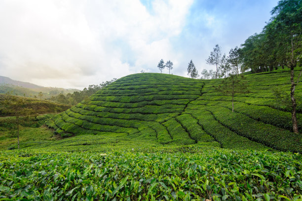 红茶绿茶黑茶白茶