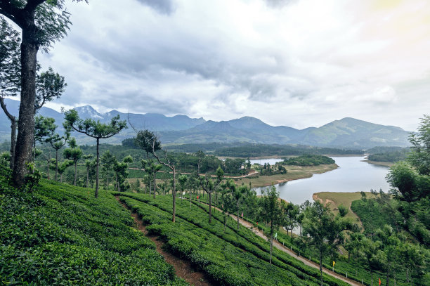 高山白茶