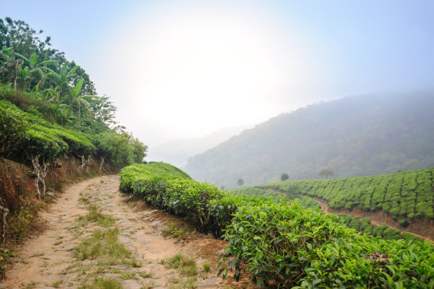 红茶绿茶黑茶白茶