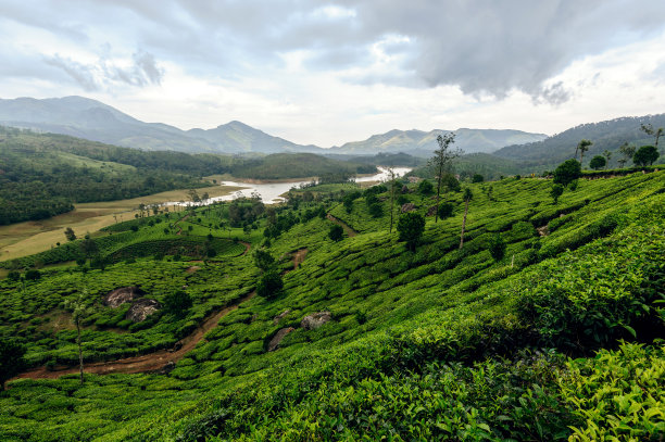 高山白茶