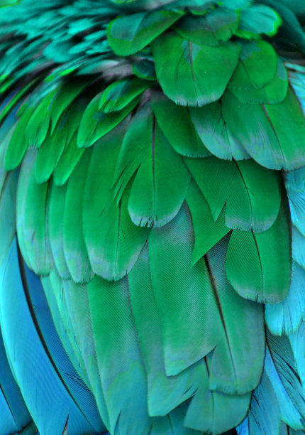 绿色金刚鹦鹉
