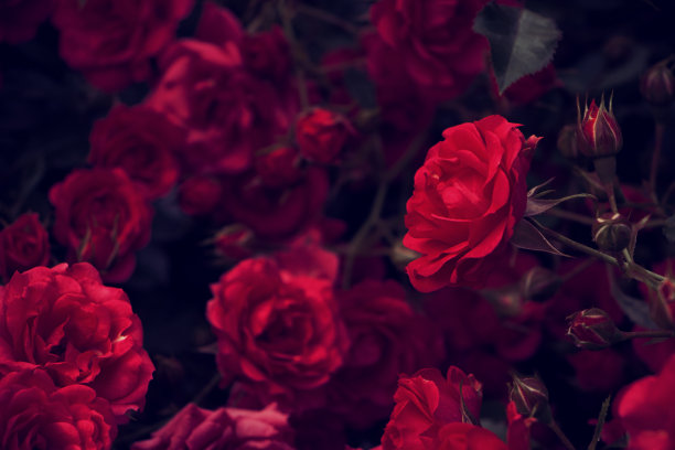 红玫瑰,,玫瑰花
