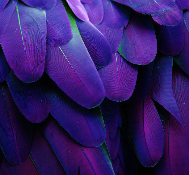 紫色自然
