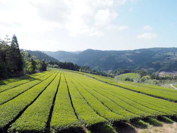 蓝天白云茶园风景图片