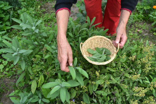 采药