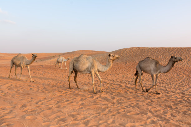 迪拜沙漠之旅