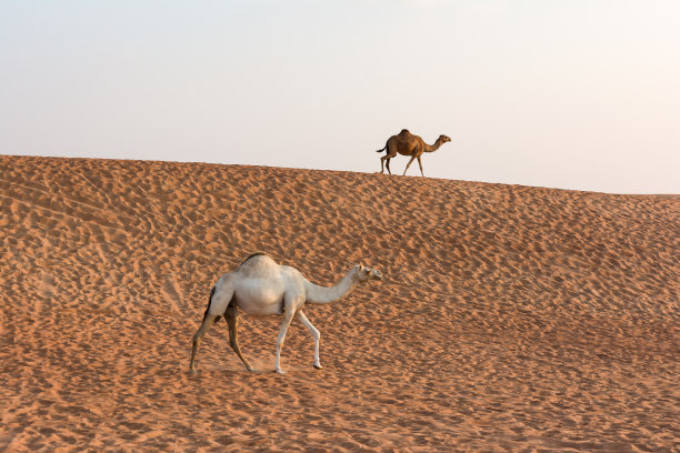 迪拜沙漠之旅