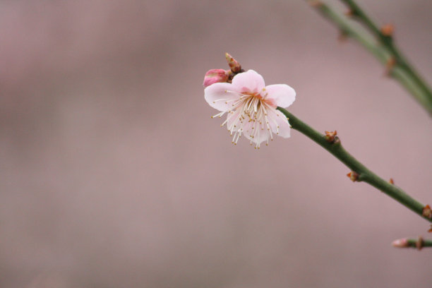 美丽粉色重瓣樱花